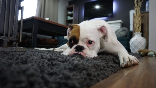 Mały dywan w salonie na którym leży pies